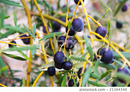 black olives plant black olives plant 21164348