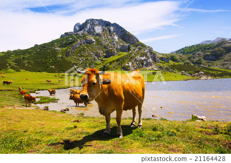 mountains landscape with lake and pasture mountains landscape with lake and pasture 21164428