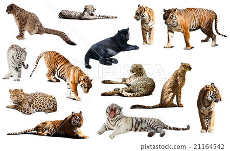 tiger and other big wildcats. Isolated over white tiger and other big wildcats. Isolated over white 21164542