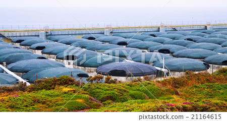 Sea farm for seafood production 21164615