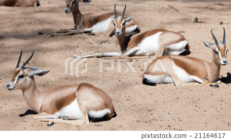 Gazelles sitting on sand 21164617