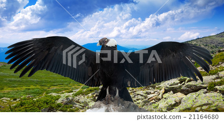 Andean condor in wildness 21164680