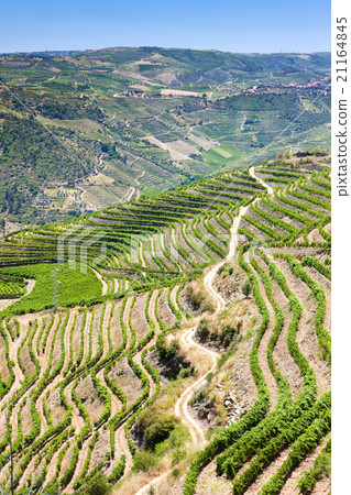 vineyars in Douro Valley, Portugal 21164845