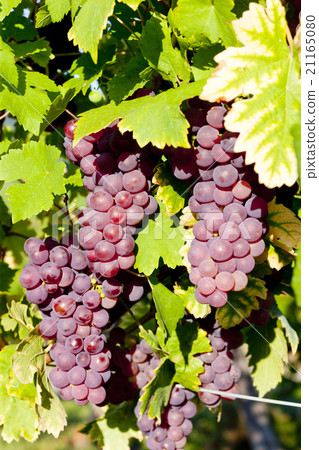 grapevine in vineyard (gewurztraminer), Alsace 21165080