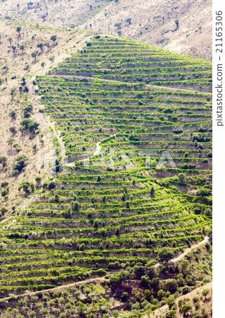 vineyars in Douro Valley, Portugal 21165306