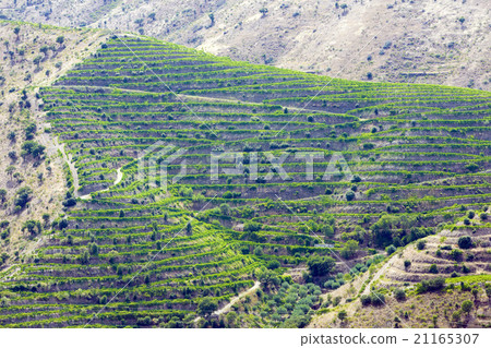 vineyars in Douro Valley, Portugal 21165307