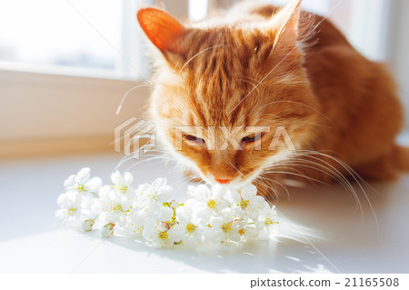 Ginger cat smells a bouquet of cherry flowers. Ginger cat smells a bouquet of cherry flowers. 21165508