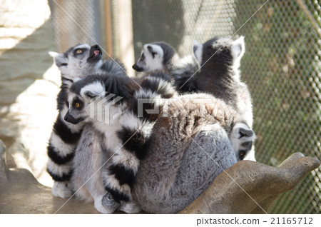 A group of wild lemurs in the zoo A group of wild lemurs in the zoo 21165712