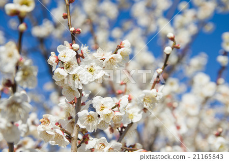 梅花 21165843