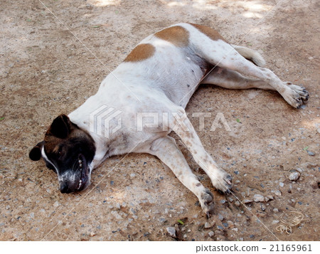 old country dog laying sleeping on sand floor old country dog laying sleeping on sand floor 21165961
