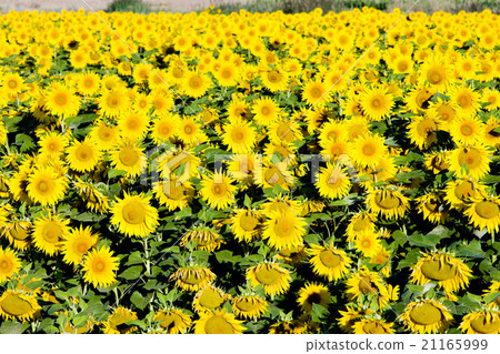 sunflower field, Castile and Leon, Spain 21165999