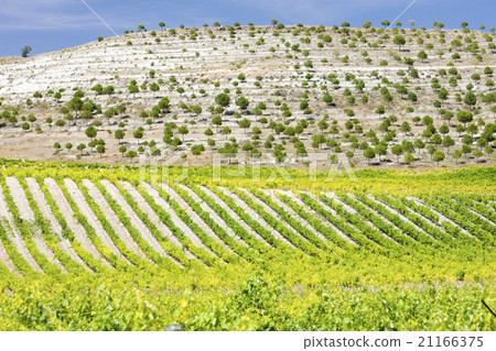 vineyards near Villabanez, Castile and Leon, Spain 21166375