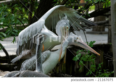 Pelicans who play together 21167075