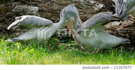 Pelicans who play together Pelicans who play together 21167077
