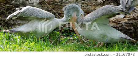 Pelicans who play together Pelicans who play together 21167078