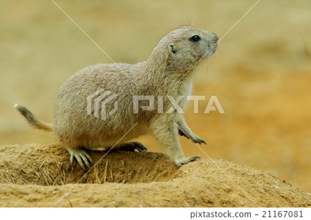 Marmot burrows on the edge Marmot burrows on the edge 21167081
