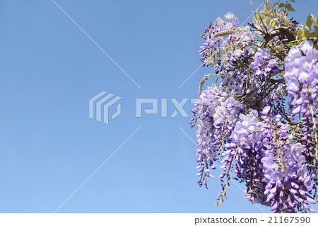 Wisteria flower floating in spring blue sky purple 21167590