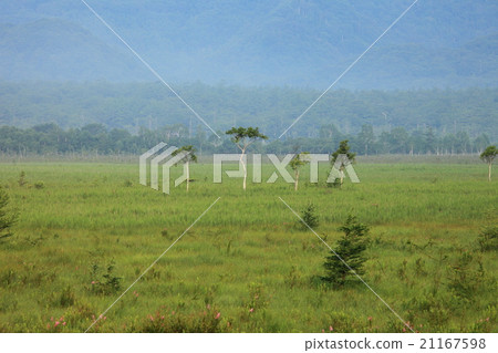 Nikko Senjogahara 21167598