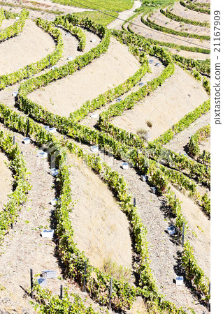 vineyars in Douro Valley, Portugal 21167909
