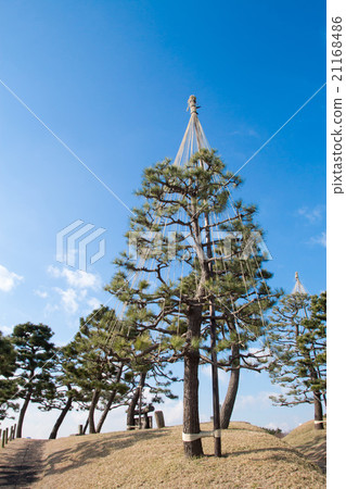 Snow-hanging pine 21168486