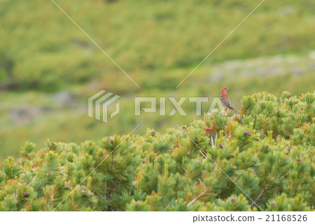 Daisetsuyama的Ginzan Machico Daisetsuyama的Ginzan Machico 21168526