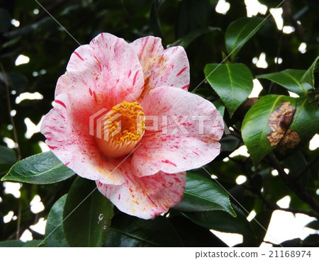 與一個白色斑點樣式的一朵俏麗的山茶花花在一朵紅色花。有茶花的女王的代名詞。 21168974