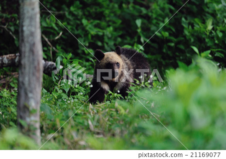 走在Shiretoko森林裡的棕熊 走在Shiretoko森林裡的棕熊 21169077