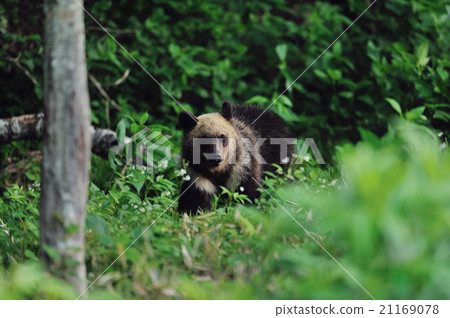 走在Shiretoko森林裡的棕熊 21169078