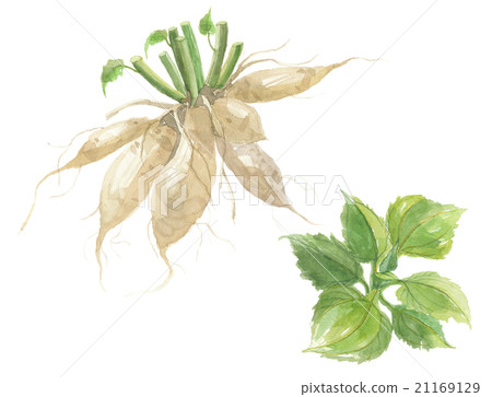 Yacon leaves / roots 21169129