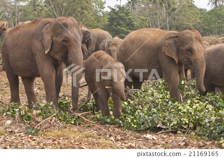 Pinnawela Elephant Orphanage 21169165