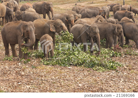 Pinnawela Elephant Orphanage Pinnawela Elephant Orphanage 21169166