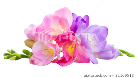 Fresh freesia flowers 21169518