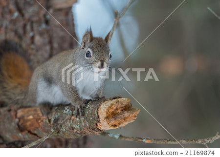 Cute Red squirrel, close up, perched on branch. 21169874