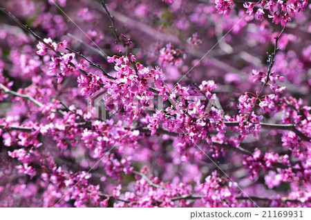 一朵紅色花的花蕾在宣布春天的到來的美國花suisi 一朵紅色花的花蕾在宣布春天的到來的美國花suisi 21169931