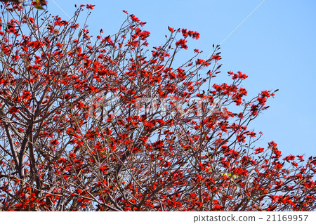 藍色的春天的天空充滿了珊瑚樹中的紅色花朵 藍色的春天的天空充滿了珊瑚樹中的紅色花朵 21169957