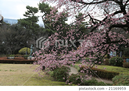 Pictures of Oyakuni Sakura Pictures of Oyakuni Sakura 21169959