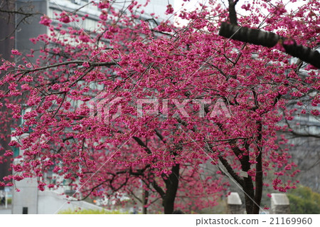 Picture of a cherry tree cherry tree Picture of a cherry tree cherry tree 21169960