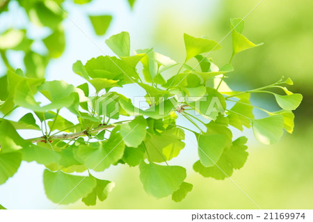 Fresh green · Aoba · ginkgo Fresh green · Aoba · ginkgo 21169974