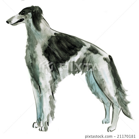 watercolor illustration of dog Russian borzoi  21170181