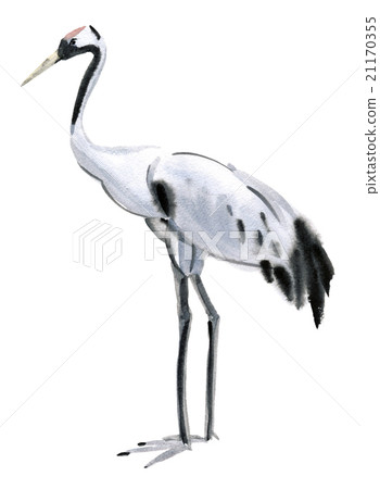 Watercolor illustration of a bird crane Watercolor illustration of a bird crane 21170355