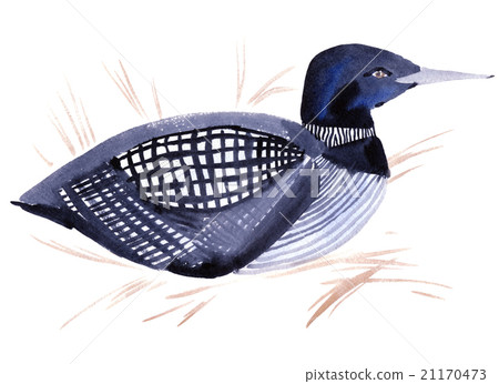 watercolor illustration of a bird diver  21170473