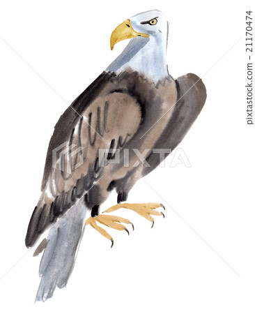 Watercolor illustration of a bird eagle Watercolor illustration of a bird eagle 21170474