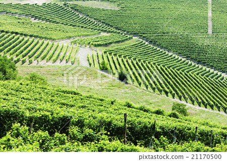 vineyars near Barbaresco, Piedmont, Italy vineyars near Barbaresco, Piedmont, Italy 21170500