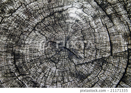 Old tree rings 21171335