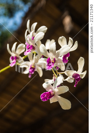 Purple-White orchid 21171340