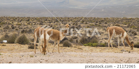 Small group of vicuna grazing 21172065