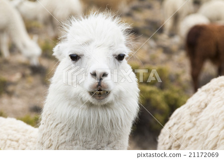 Close-up of an alpaca 21172069