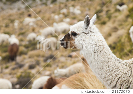 Close-up of an alpaca 21172070