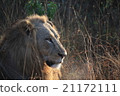 Male lion in morning morning 21172111