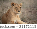 Kenyan female lion 21172113